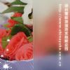 Flat Glass And Crafts Glass Frosting Powder Without Fingerprint